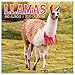 2020 Llamas Wall Calendar by