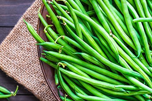 BIO - Green French Bean"Slenderette" - Certified Organic Seeds