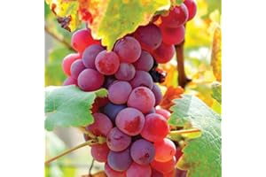 AKTRD Grape Vine Plant Live for Planting, Grape Plant Live Grape Tree 1 to 2 Years Old, Grape Fruit Tree for Planting, Well-Rooted (Red Grape)