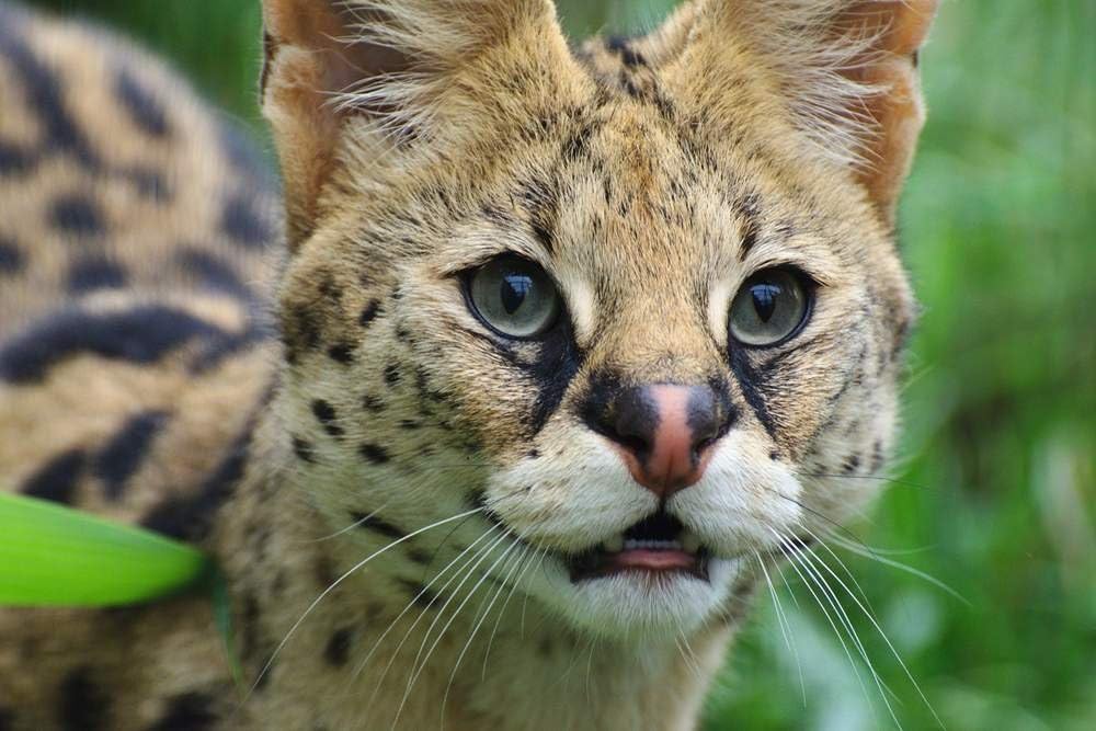 serval wild cats