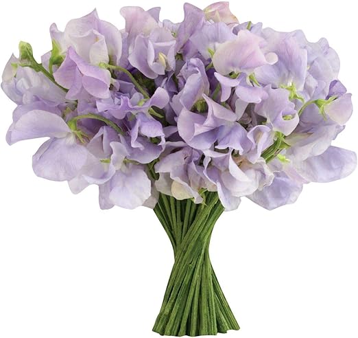 sweet pea play kitchen