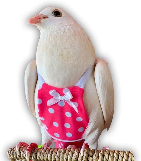 Pet Stores Open Near Me That Sell Birds / Geo Bird Cage The Beautiful