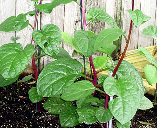 Harley Seeds 30 Malabar Red Stem Spinach Seeds - Heirloom Non-GMO Basella rubra - Climbing Spinach for Garden