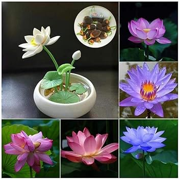 Adolenb Seeds House 20pcs Rareté Fleur De Lotus Lotus