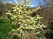 #1237*DWARF YELLOW ORCHID TREE*8 SEEDS*Rare*