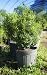 Green Mountain Hybrid Boxwood (quart containers) pyramid accent