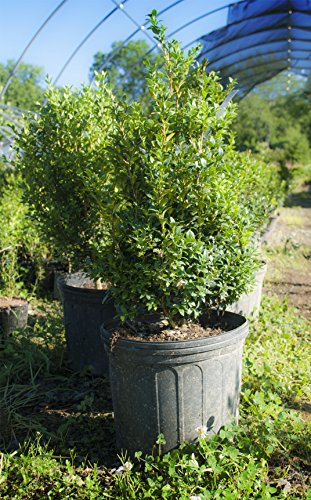 Green Mountain Hybrid Boxwood (quart containers) pyramid accent Green Mountain Hybrid Boxwood (quart containers) pyramid accent
