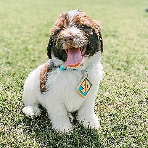 Scooby Doo Dog Tag Keychain Pricepulse