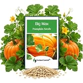 20 Big Max Pumpkin Seeds for Planting Non GMO Heirloom Seeds Fresh Garden Seed