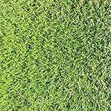 Zoysia grass seeds 1/8 lb