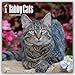 2017 Monthly Wall Calendar - Tabby Cats