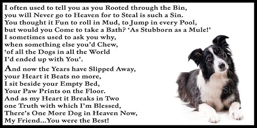 Border Collie duelo perro memorial Flexible con imán para la ...