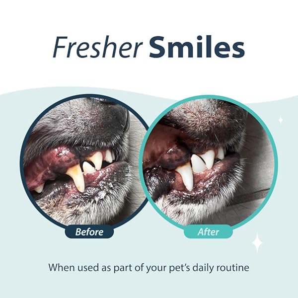 DENTAL FRESH WATER ADDITIVE FOR DOGS, ORIGINAL FORMULA, 17OZ – DOG BREATH FRESHENER AND TEETH CLEANING FOR DENTAL CARE– ADD TO WATER