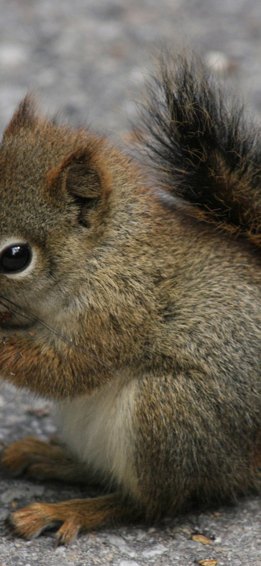 PeelitStickit Squirrel with a nut, Animal Wall Murals ID-210, vinyl