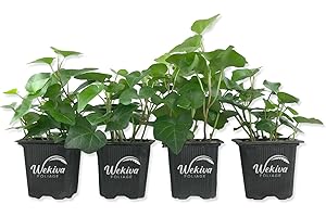 WEKIVA FOLIAGE Green English Ivy - 4 Live Plants in 3 Inch Pots - Hedera Helix - Beautiful Easy Care Indoor Air Purifying Houseplant Vine