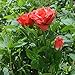 Rose Flower Solar Lights , Elstey Solar Powered Outdoor Waterproof Garden Lawn Balcony LED Lamps Landscape Decorative Illumination