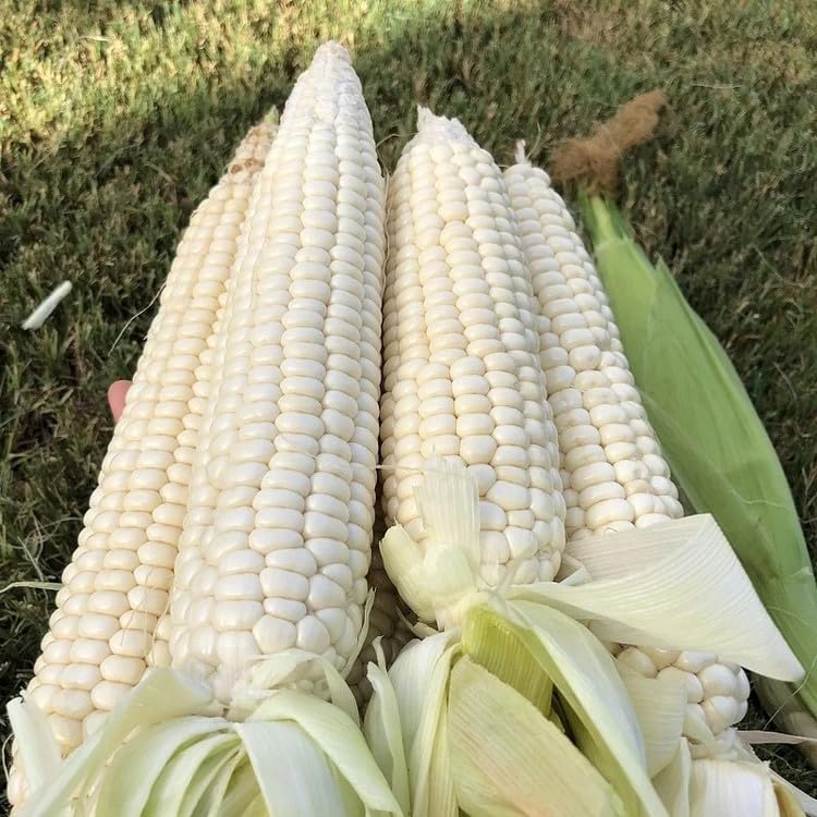 30pcs White Corn Seeds - Heirloom Sweet Corn, Non-GMO, Open-Pollinated - King of White Varieties, Tall 8-10 ft Stalks, Creamy Kernels