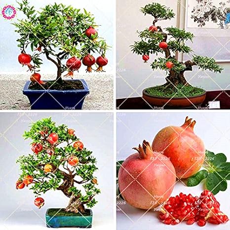 Amazon Co Jp 50本庭ミニ盆栽ザクロの植物非常に甘いおいしいフルーツの植物多肉植物の木々の植物多年生の鉢植えの植物 ホーム キッチン