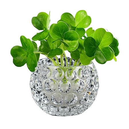 Dragon Sonic Pianta Vaso Di Fiori Composizione Di Fiori