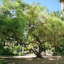 african sumac tree care