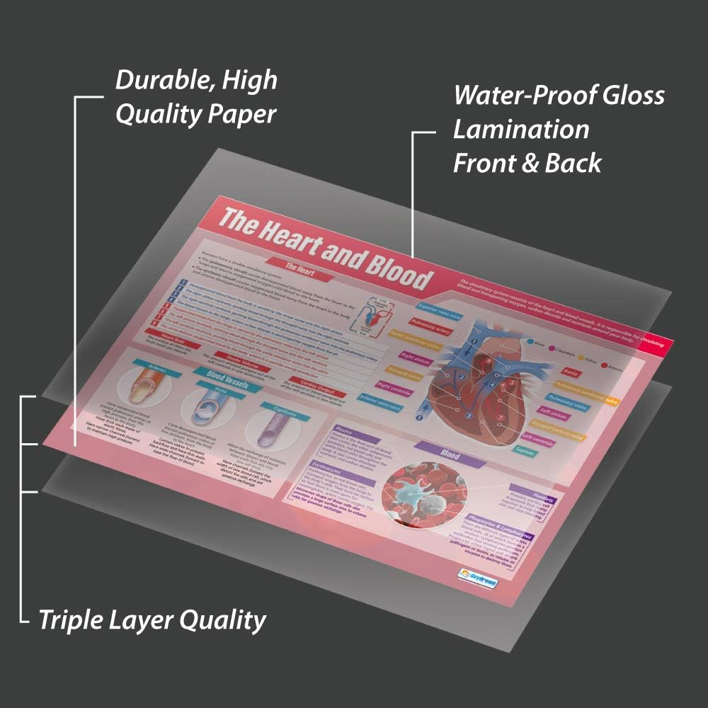 Daydream Education The Heart and Blood Biology Poster, EXTRA LARGE, A1 (850mm x 594mm), Laminated - Image 4