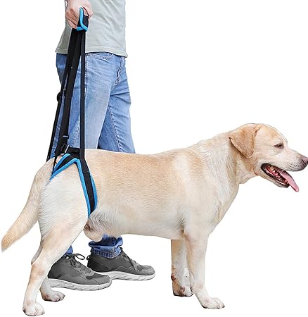 dog lift harness amazon