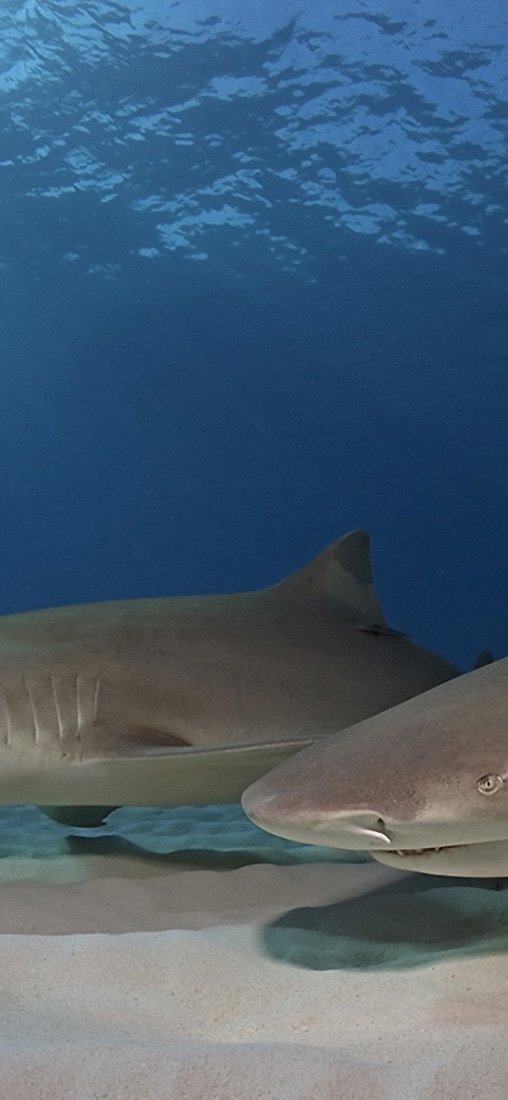 PeelitStickit Underwater, Undersea Wall Murals, ID-035, vinyl