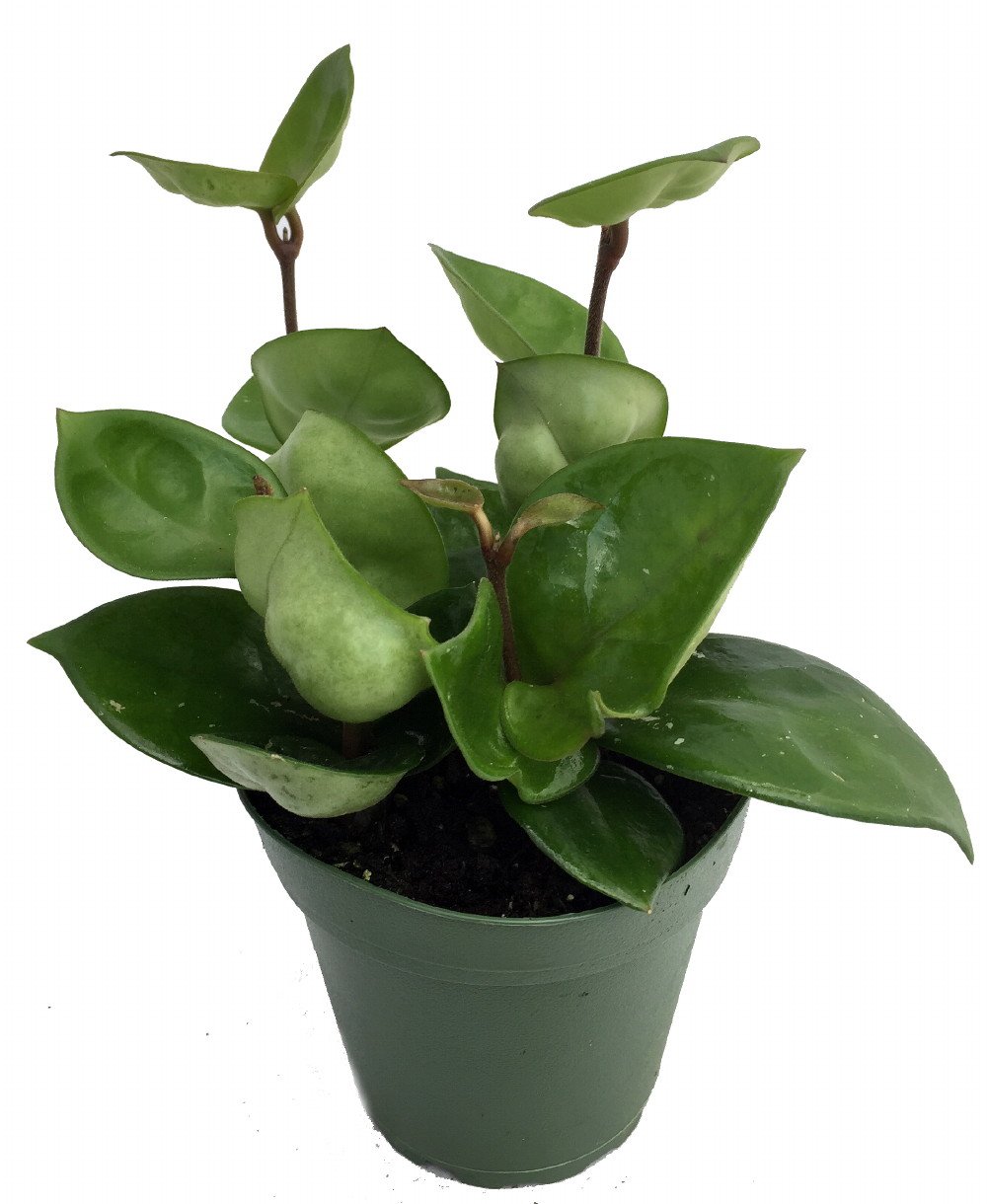 8 Low-Maintenance Houseplants 7