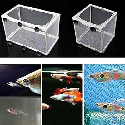 Hikig Guppy Breeder Box Fish Tank Fry Net Trap for Cameroon Ubuy