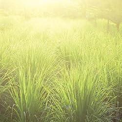 Aromatics International Lemongrass ct Rhodinol
