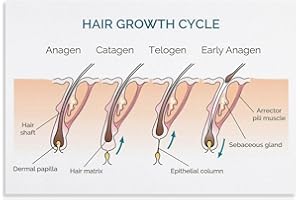 Hair Growth Cycle Poster Canvas Poster Wall Art Decor Print Picture Paintings for Living Room Bedroom Decoration 12x18inch(30
