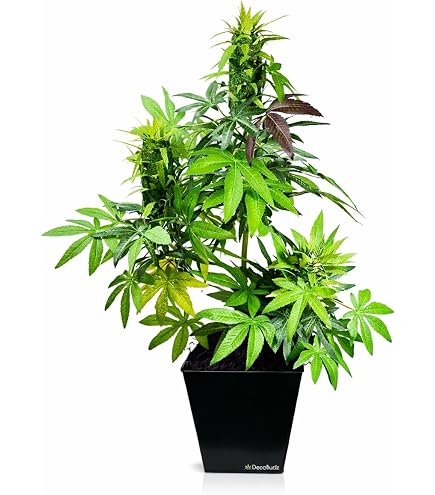 DecoBudz 人工大麻 Amazon.com: DecoBudz Artificial Cannabis Plant 2-Pack – Premium