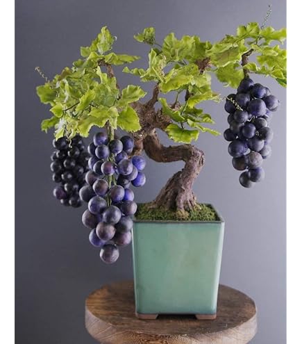 Amazon.com : Bonsai Kiwi Tree Seeds for Planting | 50 Seeds | Actinidia  chinensis Seeds : Patio, Lawn & Garden