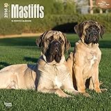 Mastiffs 2016 Wall Calendar