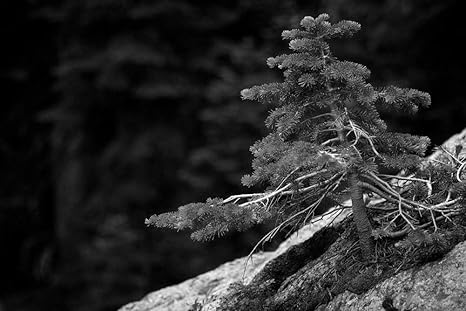 Amazon Co Jp 岩の壁紙から立ち上がる新鮮な松の木 自然の壁紙 白黒の キャンバス ステッカー 印刷 壁紙ポスター はがせるシール式 写真 特大 絵画 壁飾り105cmx70cm ホーム キッチン