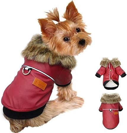 chihuahua motorcycle gear