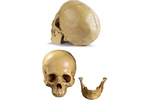 Life Size Resin Human Skull Model,Replica Realistic Head Bone with Removable Mandible,Realistic Faux Human Anatomy for Teachi