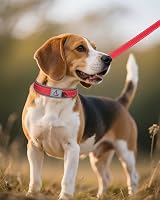 Joytale Reflective Dog Collar Medium Ultra Soft Neoprene Padded view 7