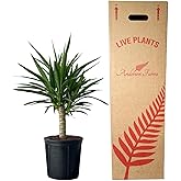 Andersen Farms Yucca Cane &ndash; 10 Inches Grower Pot &ndash; Live Indoor/Outdoor Air Purifying Plant &ndash; Drought-Tolerant Easy Care Tropical Houseplant for Home or Office D&eacute;cor