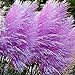 500 Pcs New Rare Purple Pampas Grass Seeds Ornamental Plant Flowers Grass Seeds