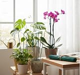 Radworx 100 Pack Bamboo Plant Support Sticks 30cm - Weather Resistant Canes view 3
