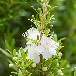 Aromatics International Pure Organic Myrtle Green