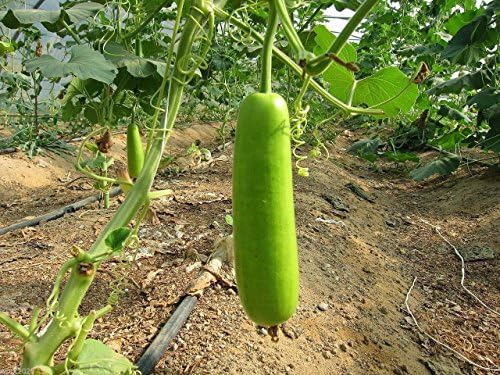 Asian vegetable seed "Calabash Long" Edible bottle gourd Gaguava bean,opo,lauki(25 Seeds)