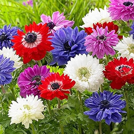 Amazon 国華園 秋植え球根 アネモネ 八重咲セット 4色40球 各10球 21年秋商品 鉢