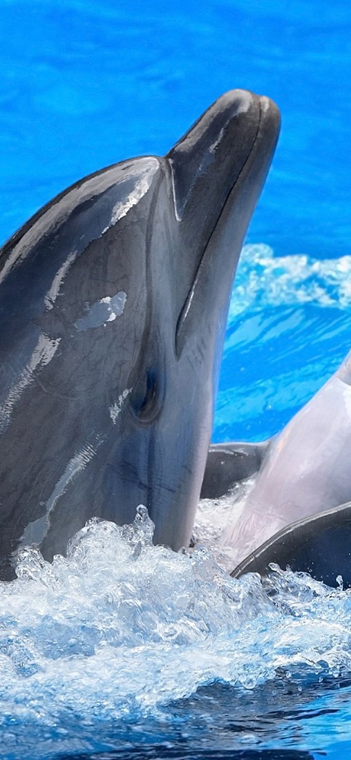 PeelitStickit Dolphin Underwater, Undersea Wall Murals ID-007, vinyl