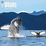 Whales 2016 Wall Calendar