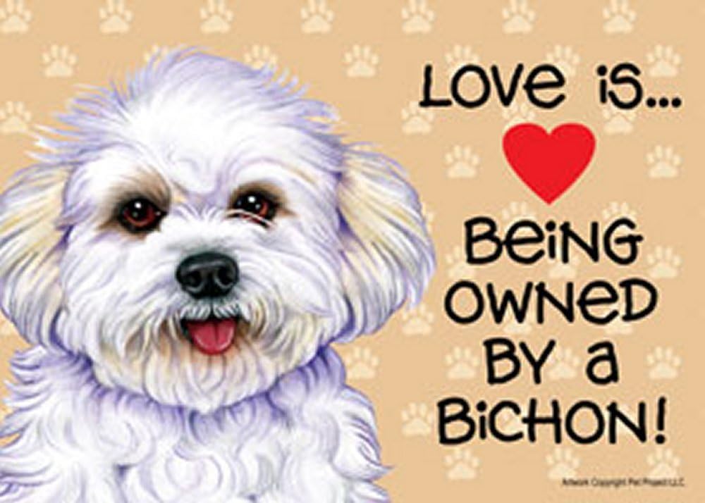 bichon puppy love