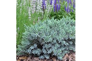 FLORIDA FOLIAGE Blue Star Juniper - 20 Live Plants - Juniperus Squamata - Low Maintenance Evergreen Groundcover