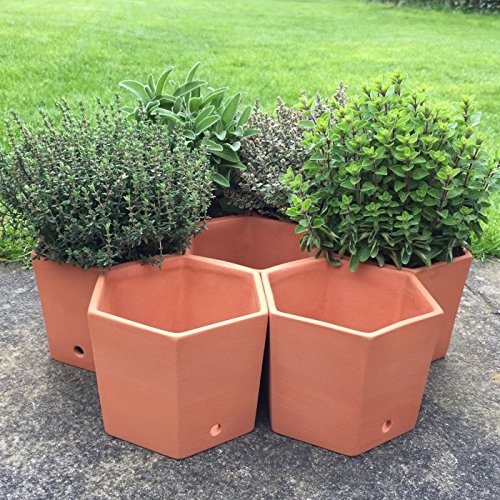 Weston Mill Pottery Terracotta hexagonal herb pots set of 7 Amazon