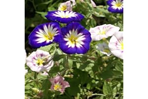 Outsidepride 1000 Seeds Annual Convolvulus Tricolor Minor Morning Glory Ensign Mix Climbing Vine Flower Seeds for Planting